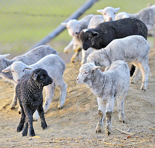 年轻羊羔哺乳动物场地牧场农业动物母羊农场场景家畜草地图片