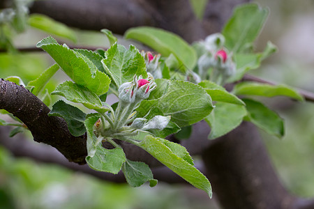 苹果的开花果树宏观摄影脆弱性晴天打印环境生长植物学海报图片