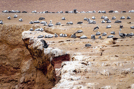 秘鲁Ballestas岛野鸟和海鸥国家岩层蓝色岩石生活动物学鸟类翅膀殖民地公园图片