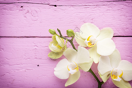 兰花场景花瓣粉色温泉热带花朵植物对象背景图片