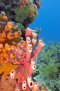 热带海水水下有海绵海绵的珊瑚礁水族馆蓝色海床海洋运动动物海景潜水盐水潜水员图片