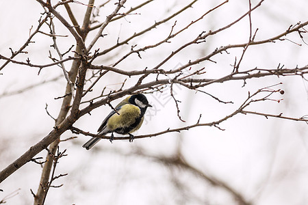 大铁架蓝色森林野生动物黄色天空山雀树木荒野鹦鹉公园图片