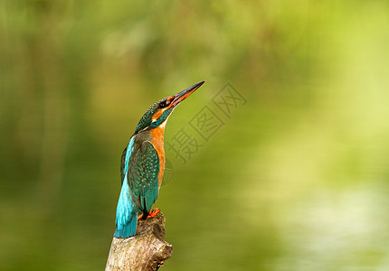 Kingfisher( Alcedo )图片