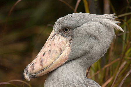 Shoebill( 百尼氏物角)图片