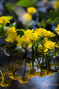 沼泽万寿菊家族生物体生物植物学野生动物植物光合作用毛茛摄影黄色图片