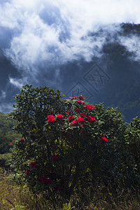 花朵花植物花朵绿色旅游游客植物群植物学栖息地旅行宏观图片