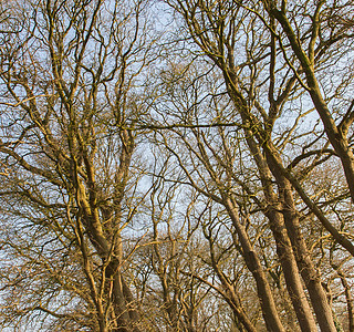 树枝对天天空白色多云季节黑色荒野植物木头蓝色森林图片