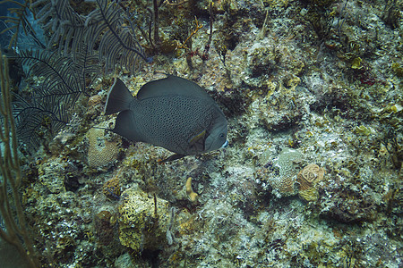 波马坎图斯 arcuatus灰色动物珊瑚荷花热带海洋潜水生物学神仙鱼生活图片
