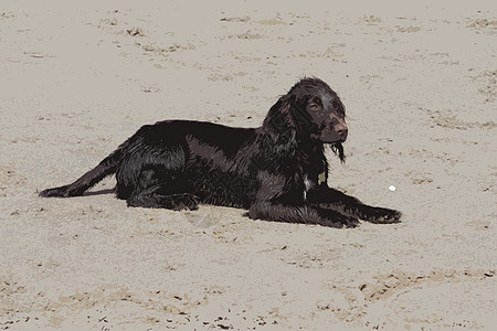 棕褐色工作型斑马小狗 躺在沙滩上海岸动物宠物海滩小狗狗猎犬巧克力海岸线图片