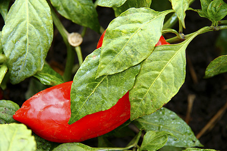 红甜辣椒在床上生长收成农场植物绿色树叶食物季节植被叶子胡椒图片