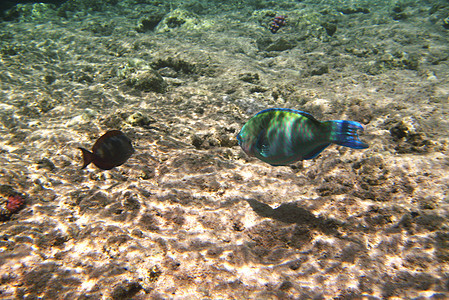 热带热带异国鱼类在水下捕捞 即七氯丁二烯游泳珊瑚潜水生活旅行盐水海洋荒野假期水族馆图片