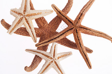 一些在白色背景上被孤立的海洋恒星海洋生物珊瑚礁动物水族馆潜水支撑情调小行星盐水星星图片