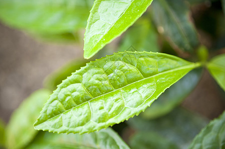 茶叶厂生物区系力量叶子茶厂树叶绿色植物植物学植物群图片