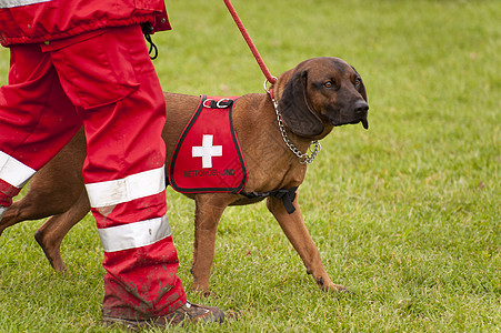 营救犬中队训练地震赈灾帮助救命稻草宠物人员庇护所野生动物小狗图片