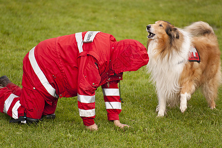 营救犬中队训练运动保护救援野生动物人员地震动物庇护犬小狗赈灾图片