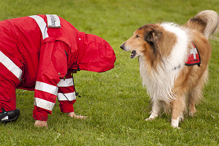 营救犬中队训练野生动物地震救命帮助保护动物宠物赈灾人员救援图片