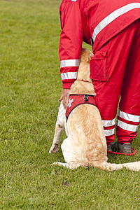 营救犬中队训练灾难赈灾保护人员救援运动稻草野生动物宠物庇护犬图片