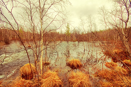 春天的河水淹没 森林里图片