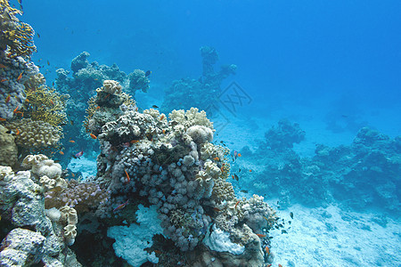 热带海洋底部的珊瑚礁 水下潜水海洋生物水族馆浮潜潜水员海景石珊瑚珊瑚动物橙子图片