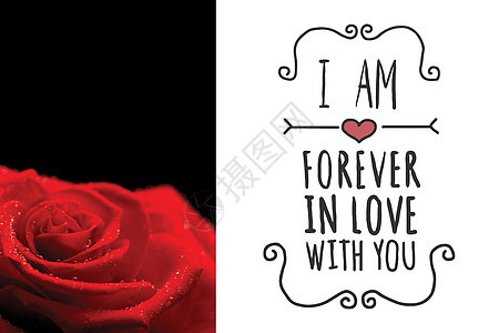 黑色背景的红玫瑰复合图象露滴雨滴恋爱情人玫瑰粉色花瓣图片