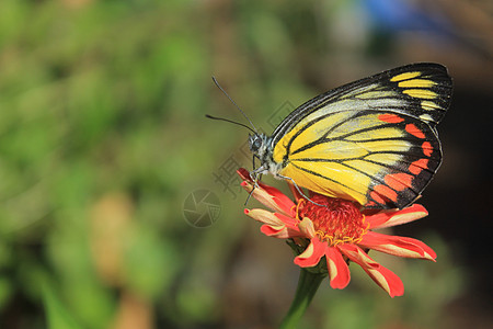 色彩多彩的蝴蝶黄色动物昆虫图片