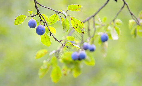树上的紫色饮食蓝色水果甜点农业植物食物生产家庭图片