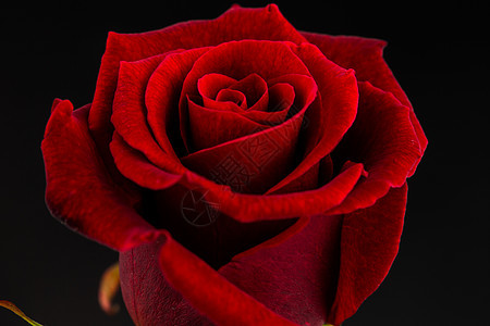 玫瑰红色背景图片