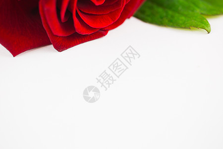 红玫瑰红色花瓣树叶背景图片