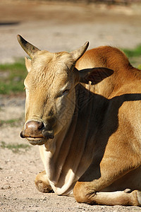 侏矮zebu农业国家牛肉奶牛动物乡村农村农场照片农田图片