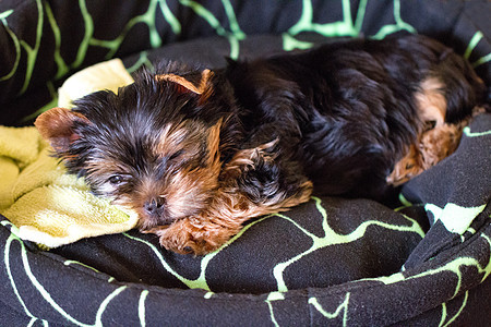 小狗睡觉哺乳动物动物头发篮子睡眠宠物毯子毛皮花朵血统图片