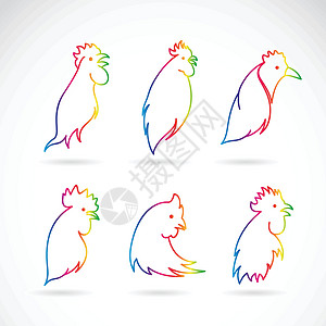 白背景鸡头的矢量图像乌鸦艺术母鸡羽毛卡通片家禽草图彩虹男性夹子图片