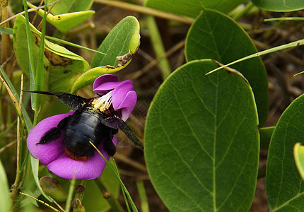 大黄蜂深藏在花朵中 花粉沉在花背上图片
