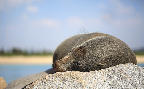 沉睡的海豹图片