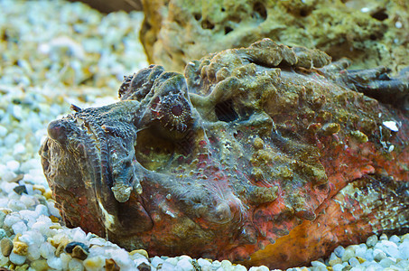 石鱼合成杂栖动物危险热带岩石风景模仿眼睛生活脊柱水族馆海洋图片