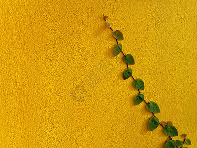 黄墙上的墨西哥乳房奶油植物大衣建筑学水泥雏菊植物学墙纸纽扣橙子栅栏爬行者图片