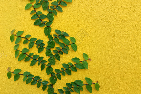 黄墙上的墨西哥乳房奶油植物植物学爬行者建筑纽扣水泥花园栅栏叶子建筑学绿色图片