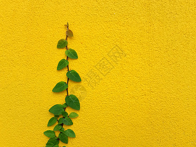 黄墙上的墨西哥乳房奶油植物墙纸水泥栅栏花园爬行者建筑学衣扣大衣植物学雏菊图片