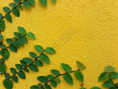 黄墙上的墨西哥乳房奶油植物绿色衣扣墙纸纽扣植物学水泥建筑学栅栏雏菊大衣图片