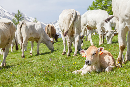 意大利阿尔卑斯山上的免费牛角草地奶牛牛肉场地家畜哺乳动物山脉国家农田蓝色图片