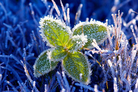 春天即将到来气象生态唤醒自由阳光植物生活气候植物群气氛图片