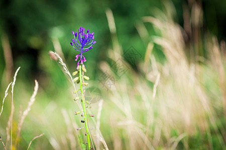 医用野生春花花朵花园荒野植物场地野花季节植物群蓝色草地图片