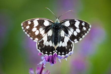 花朵上的蝴蝶花园黑色花瓣女王昆虫底面君主翅膀向日葵图片