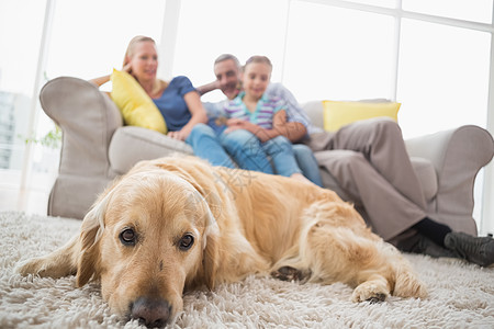 带着家庭背景在地毯上放松的狗图片