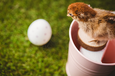粉红桶里装满小鸡的粉红色水桶填充粉色玩具动物图片