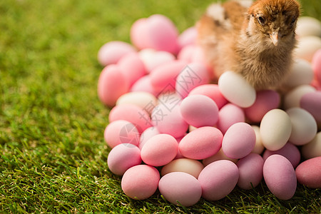 带复活节鸡蛋的充气小鸡玩具填充动物图片
