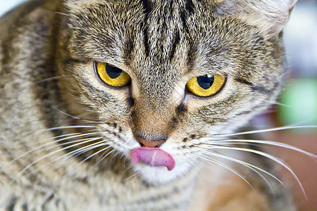 黄色眼睛的猫肖像条纹动物鬓角灰色胡子哺乳动物胡须宠物图片