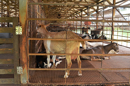 山羊农场野兽家畜动物保姆农村欢乐谷仓牛角农业小狗图片