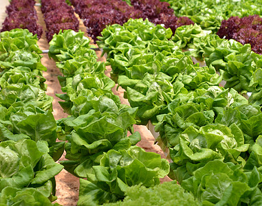 温室水分生素风光园艺生长蔬菜花园热带植物农场食物田园图片