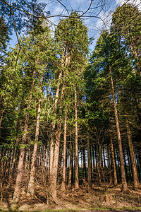 森林中高树的松树图片