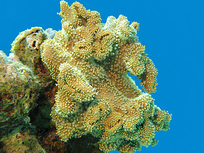 热带海 下水和热带海中有大量软黄珊瑚的珊瑚礁图片